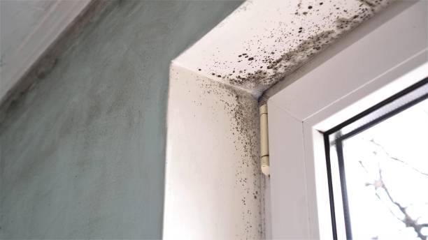 Best Black Mold Remediation in Plains, TX