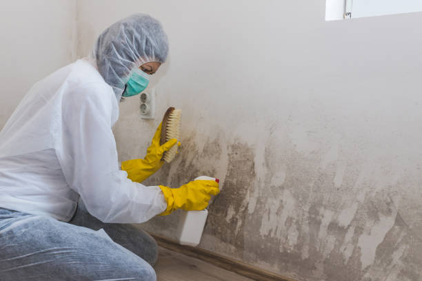 Best HVAC Mold Remediation in Plains, TX
