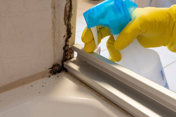 Best Kitchen Mold Remediation in Plains, TX