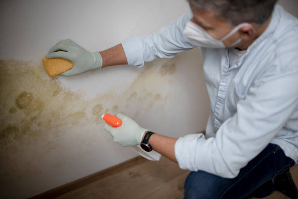 Best Mold Testing and Inspection Services in Plains, TX