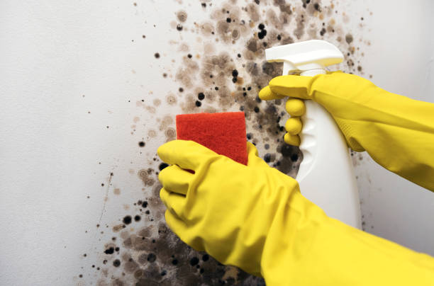 Best Commercial Mold Remediation in Plains, TX