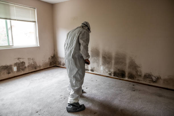 Best Basement Mold Remediation in Plains, TX