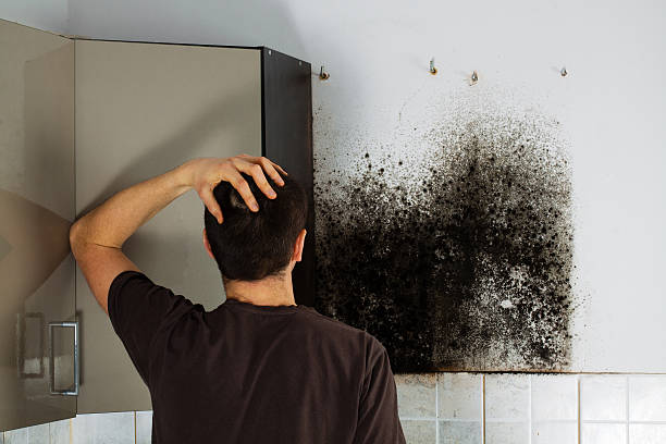 Best Insurance-Related Mold Remediation in Plains, TX