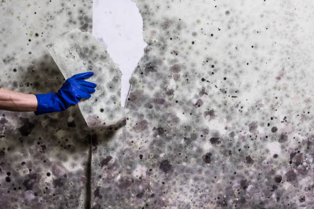 Best HVAC Mold Remediation in Plains, TX