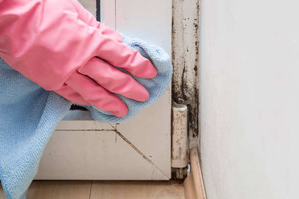 Best Attic Mold Remediation in Plains, TX